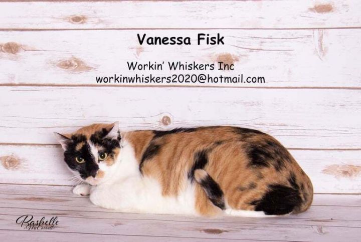VANESSA FISK, an adoptable Calico & Domestic Short Hair Mix in HEMET, CA_image-1