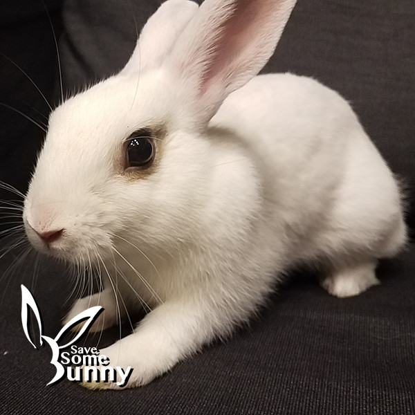Rabbit for adoption Tabitha (and Hazel and Ellie), a Bunny Rabbit in