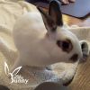 Elvira (and Hazel and Tabitha) photo 1