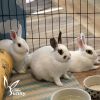 Elvira (and Hazel and Tabitha) photo 3