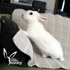 Bonnie, Adult Female unknown