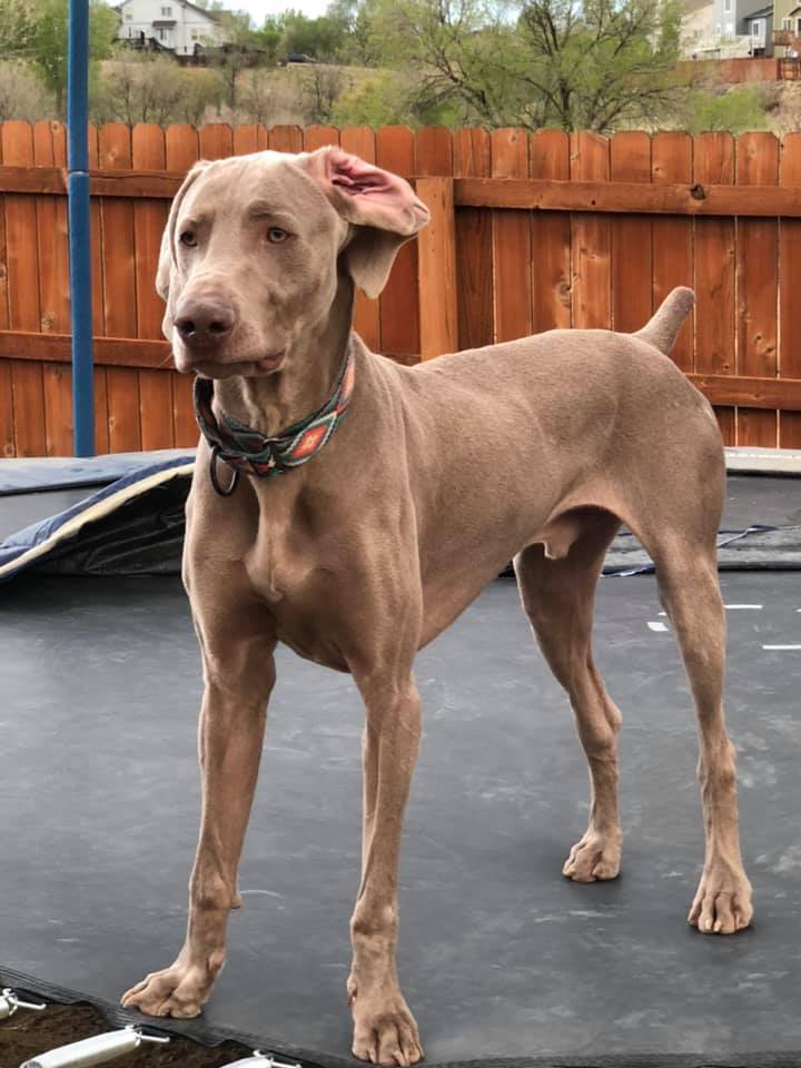 Storm, an adoptable Weimaraner in Denver, CO, 80250 | Photo Image 1