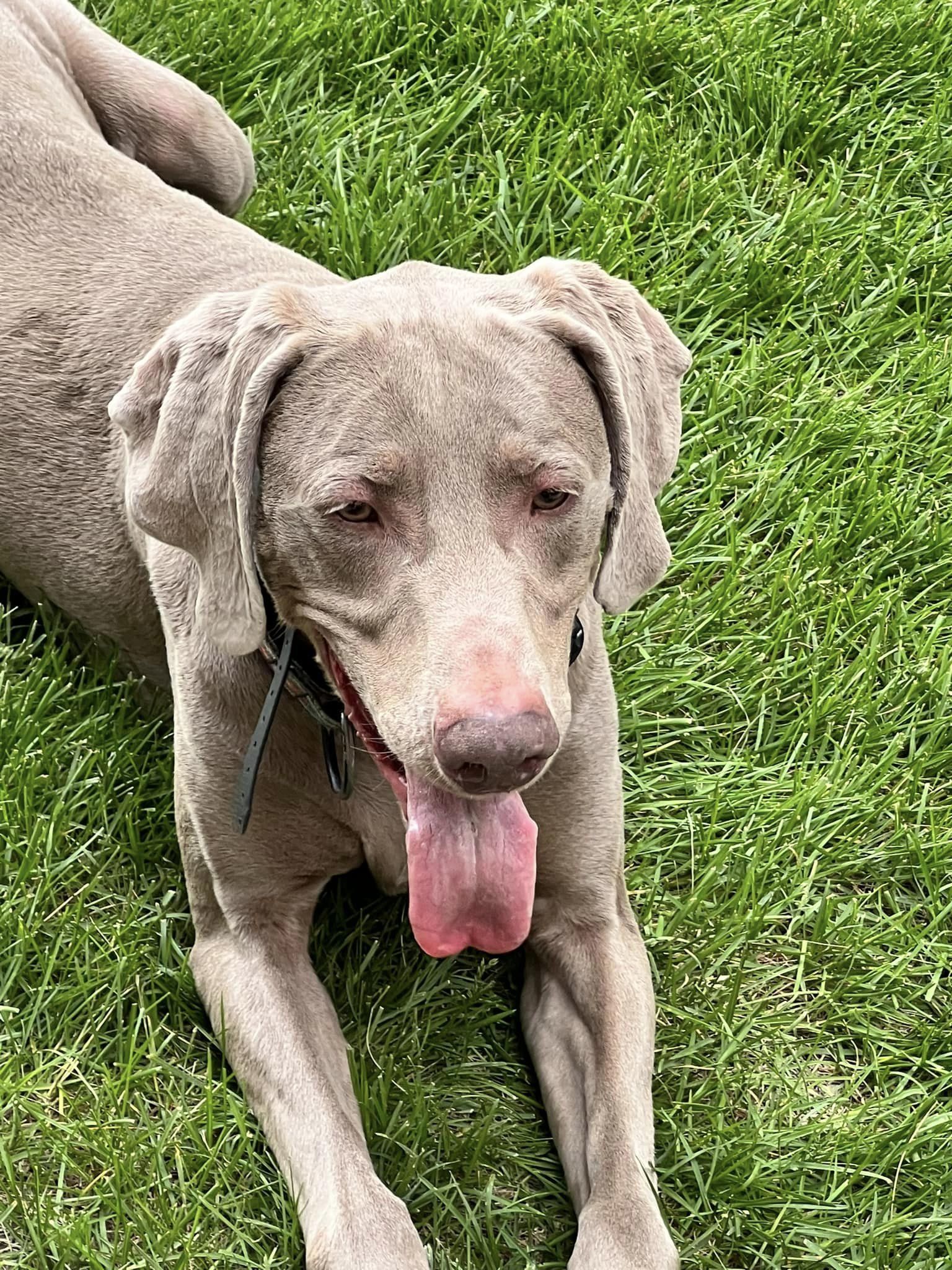 Storm, an adoptable Weimaraner in Denver, CO, 80250 | Photo Image 2