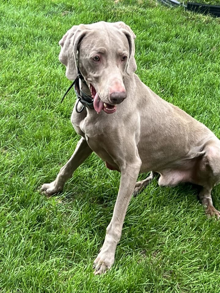 Storm, an adoptable Weimaraner in Denver, CO, 80250 | Photo Image 3