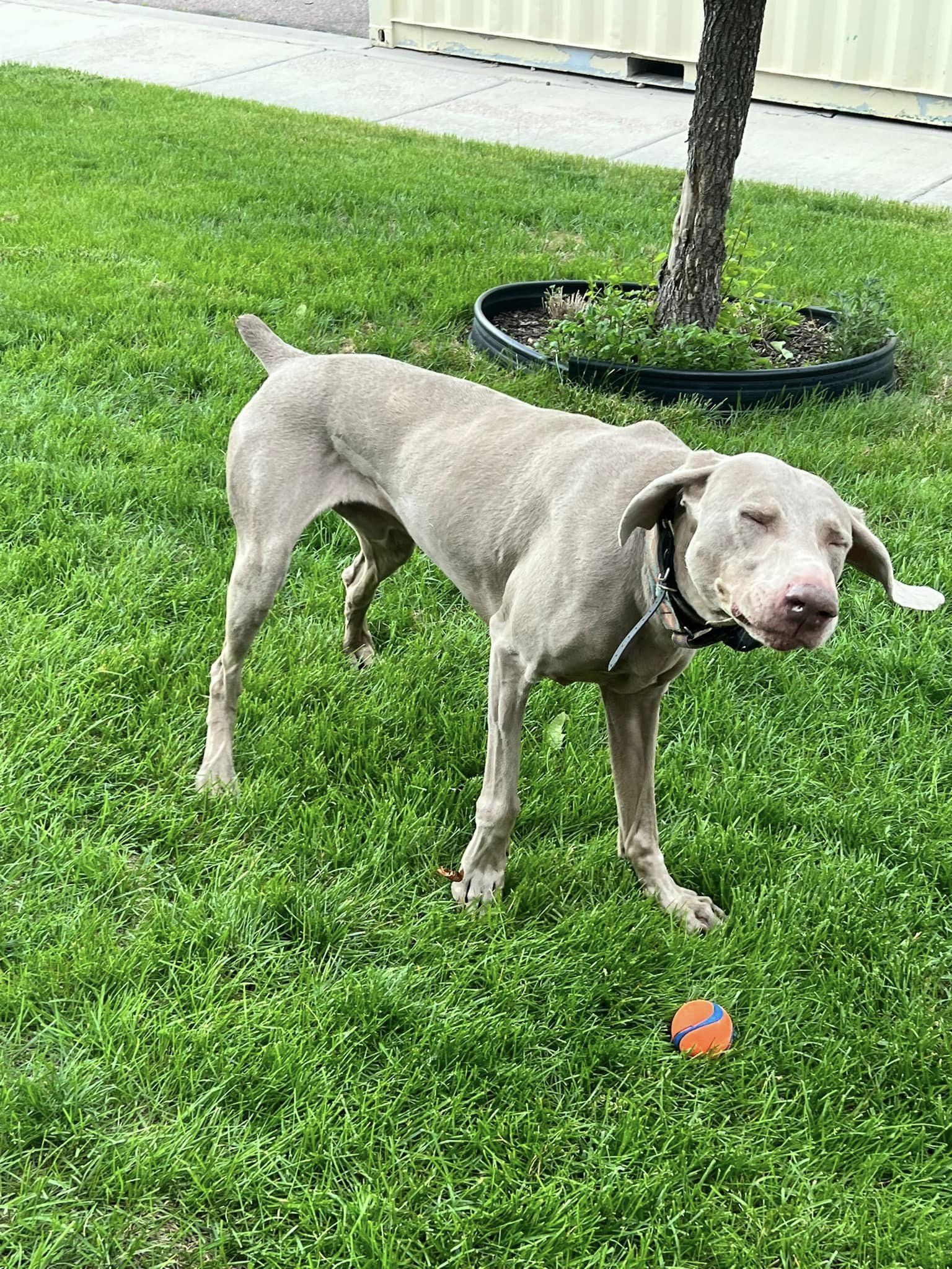 Storm, an adoptable Weimaraner in Denver, CO, 80250 | Photo Image 4