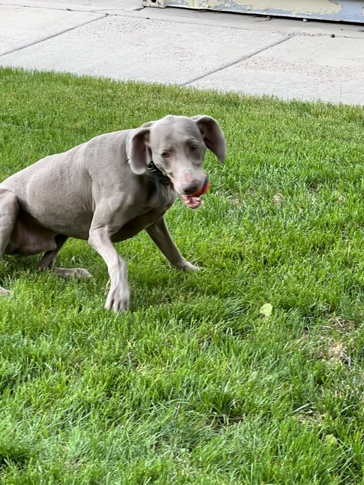 Storm, an adoptable Weimaraner in Denver, CO, 80250 | Photo Image 5