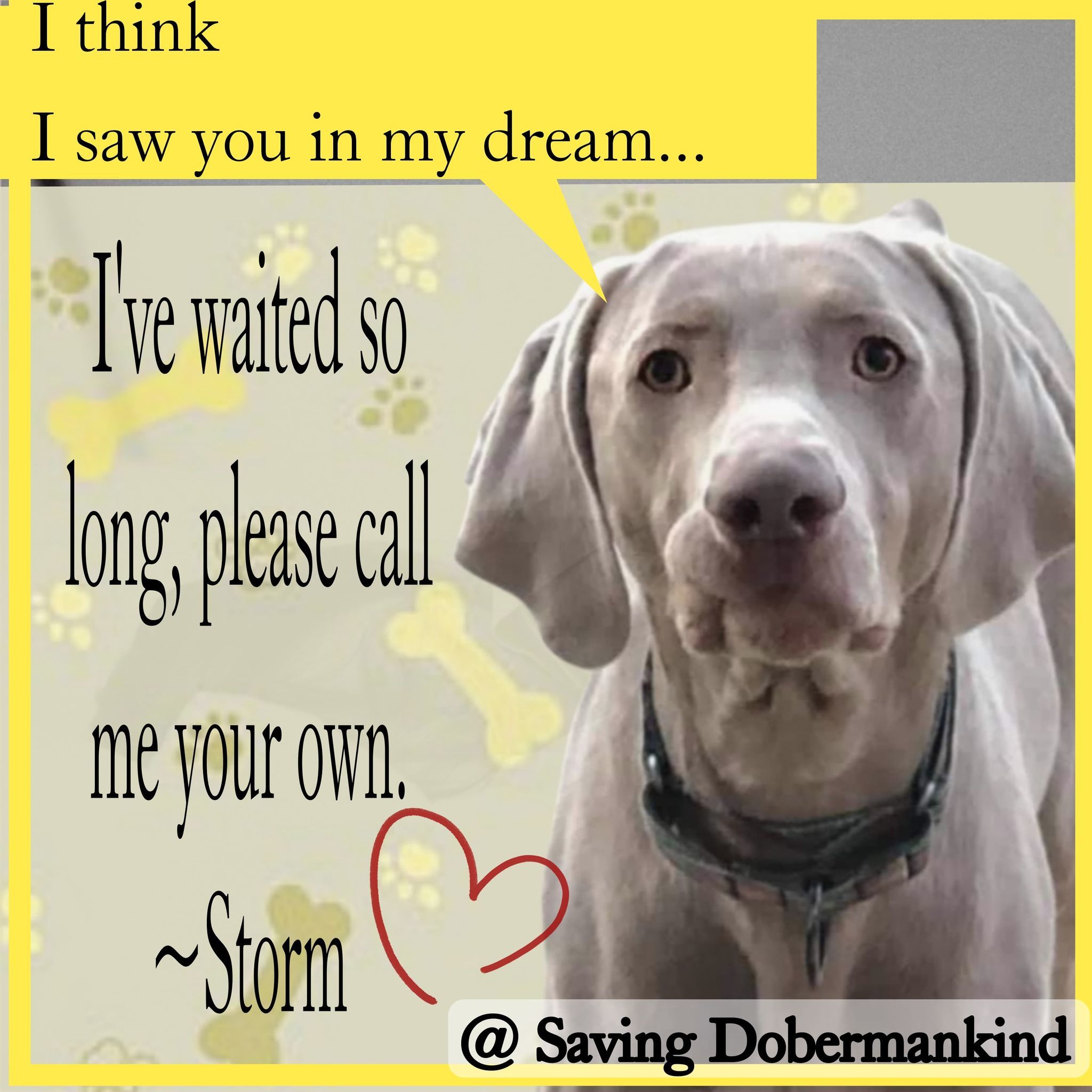 Storm, an adoptable Weimaraner in Denver, CO, 80250 | Photo Image 6