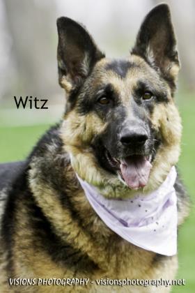 Witz, an adoptable German Shepherd Dog in Van Horne, IA_image-1