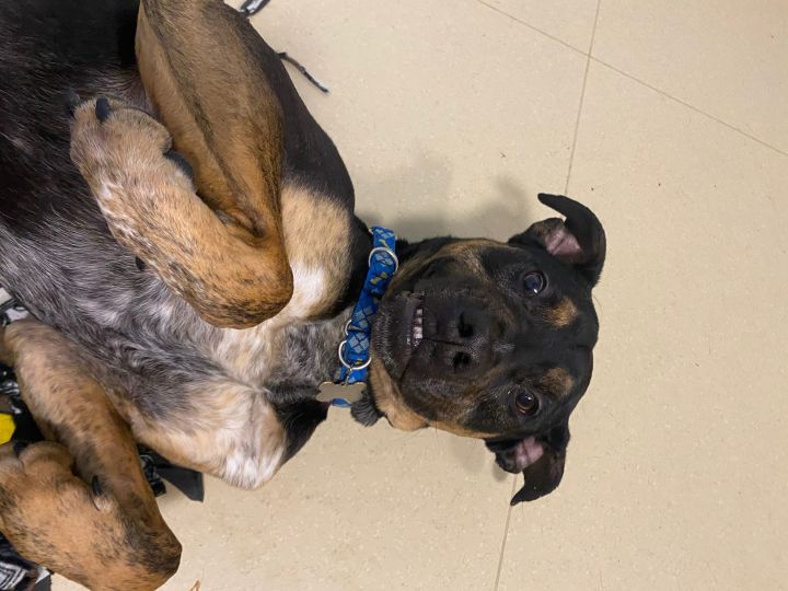 Buddy, an adoptable Rottweiler & Boxer Mix in Lincoln, NE_image-2