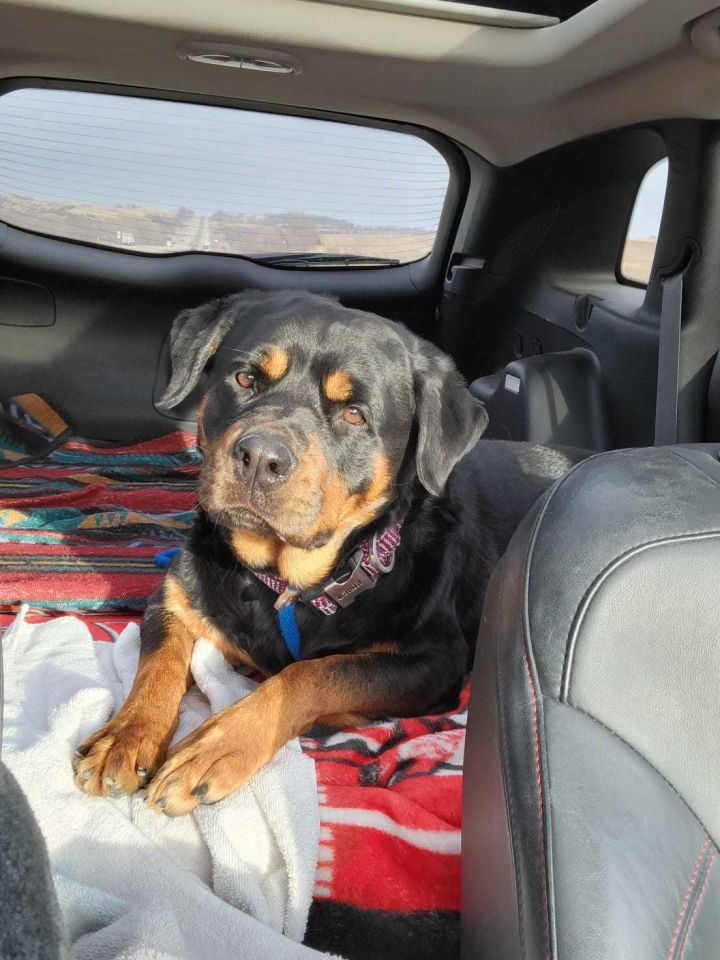 Zailey, an adoptable Rottweiler in Lincoln, NE_image-2