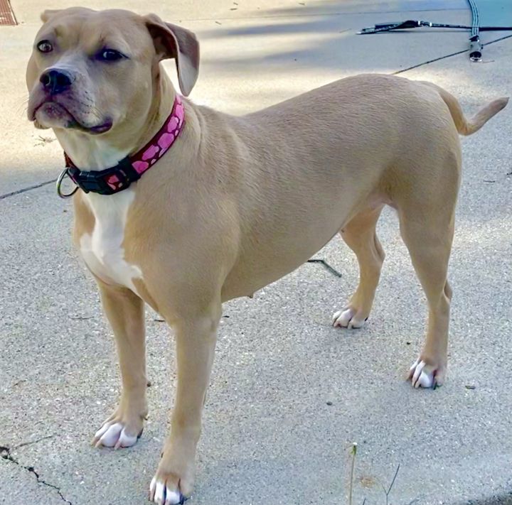 american foxhound yellow lab mix