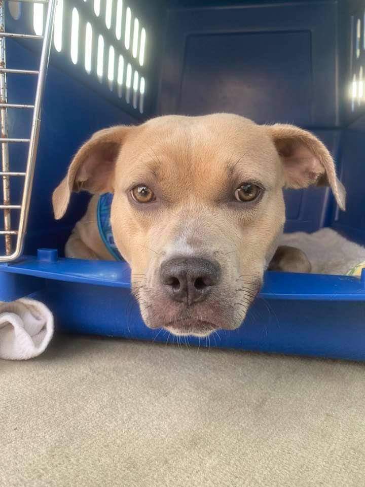 Henrietta, an adoptable American Foxhound in Middletown, OH, 45042 | Photo Image 3