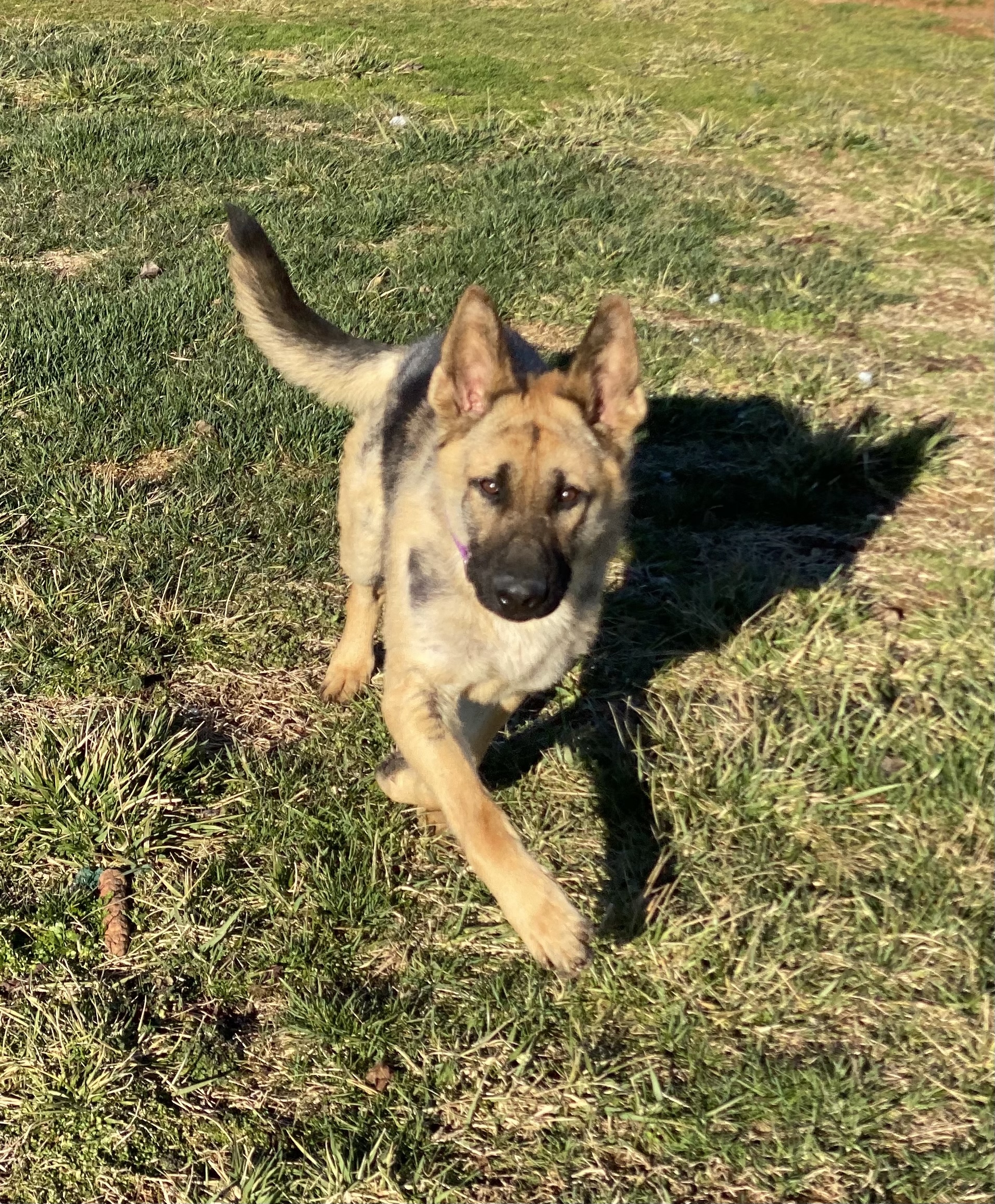 Wallace, an adoptable German Shepherd Dog in Greeneville , TN, 37743 | Photo Image 1