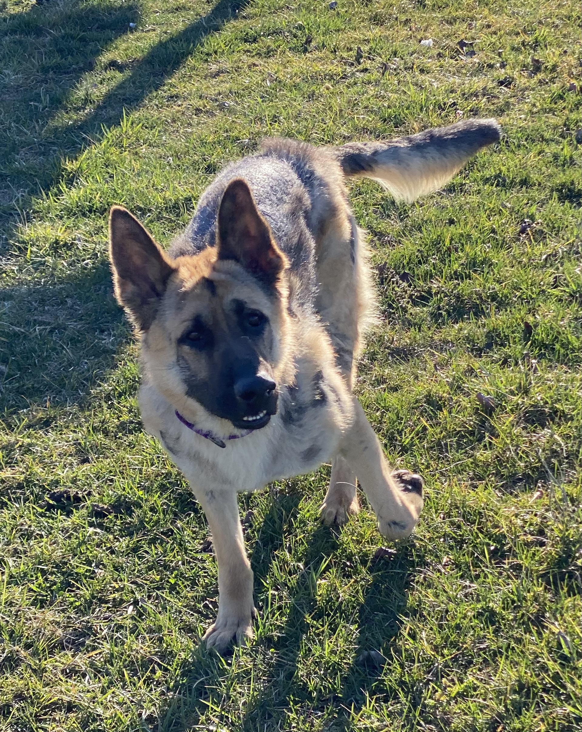 Wallace, an adoptable German Shepherd Dog in Greeneville , TN, 37743 | Photo Image 2