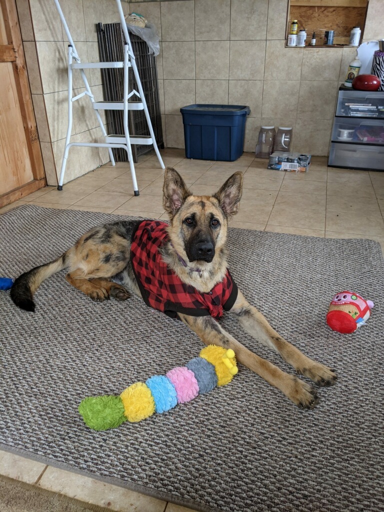 Wallace, an adoptable German Shepherd Dog in Greeneville , TN, 37743 | Photo Image 3