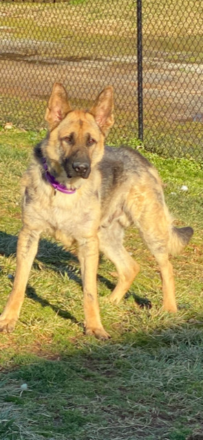 Wallace, an adoptable German Shepherd Dog in Greeneville , TN, 37743 | Photo Image 4