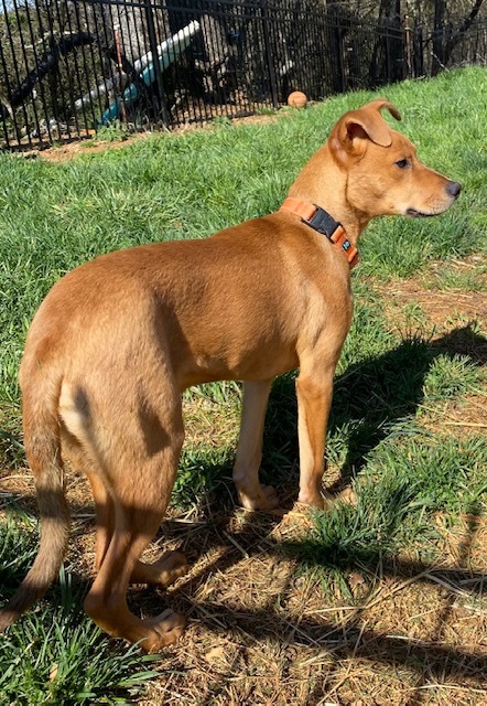 Tucker, an adoptable Labrador Retriever in Greeneville , TN, 37743 | Photo Image 1