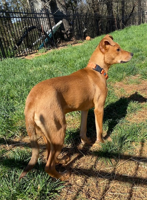 Tucker, an adoptable Labrador Retriever in Greeneville , TN, 37743 | Photo Image 2