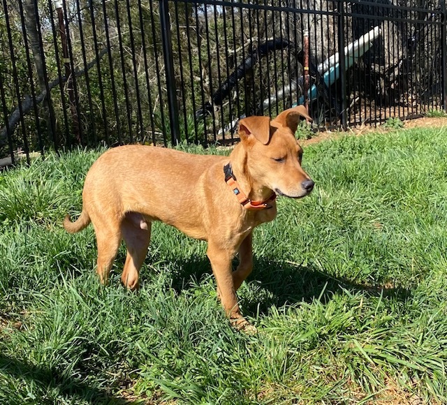 Tucker, an adoptable Labrador Retriever in Greeneville , TN, 37743 | Photo Image 4