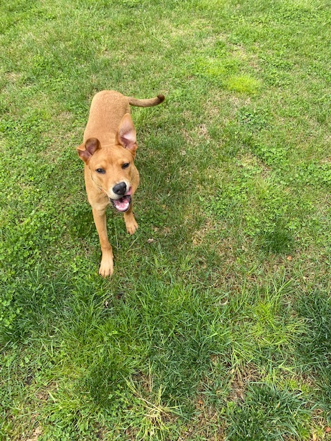 Tucker, an adoptable Labrador Retriever in Greeneville , TN, 37743 | Photo Image 5