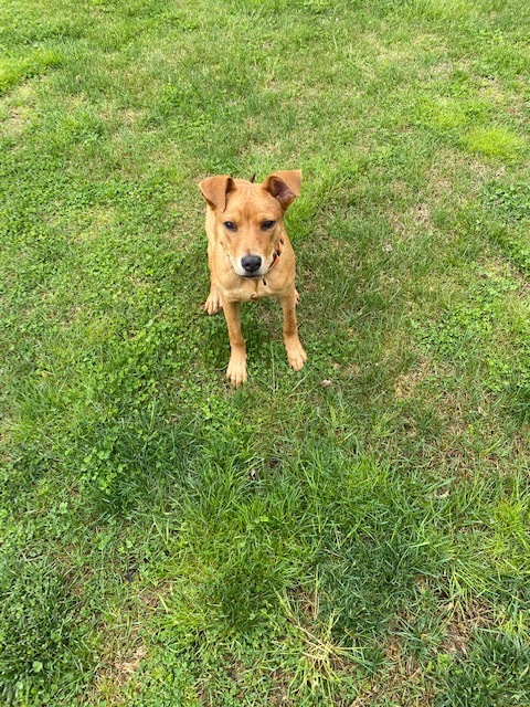 UPDATE-ADOPTED! Gorg. Male Golden, Tucker, in Maynardville, TN