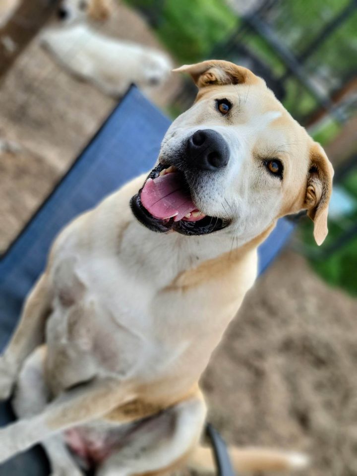 Topaz of Rock Collection DFW, an adoptable American Staffordshire Terrier & Great Pyrenees Mix in Dallas, TX_image-1