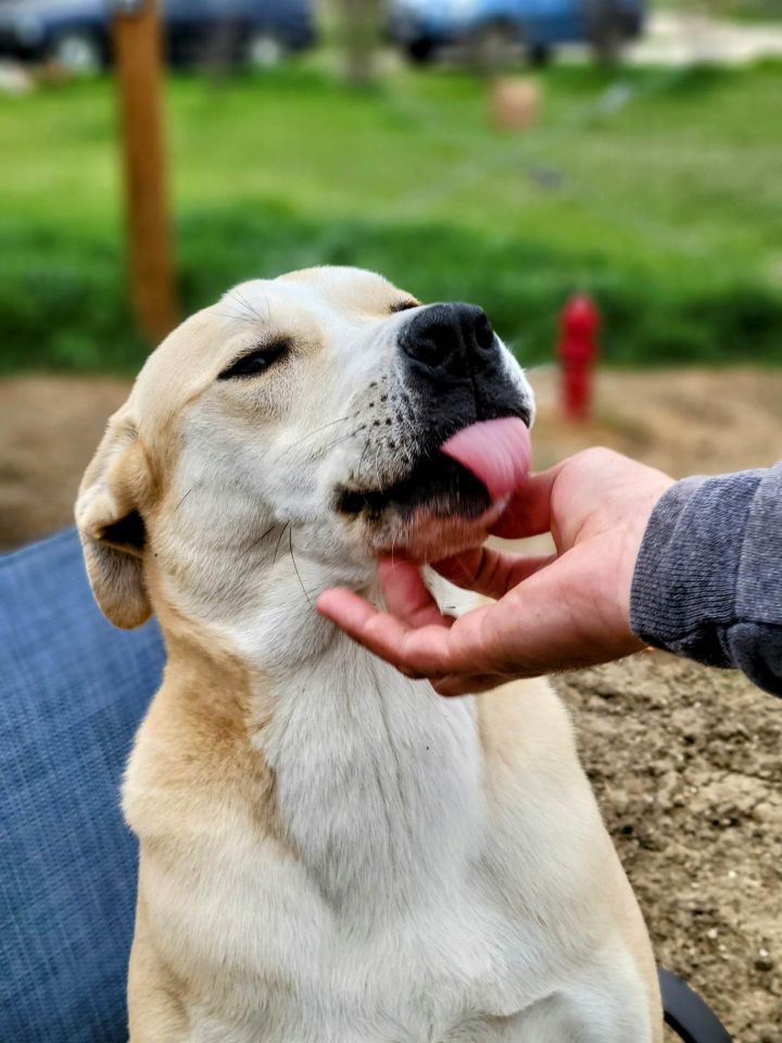 Dog for adoption - Topaz of Rock Collection DFW, an American ...