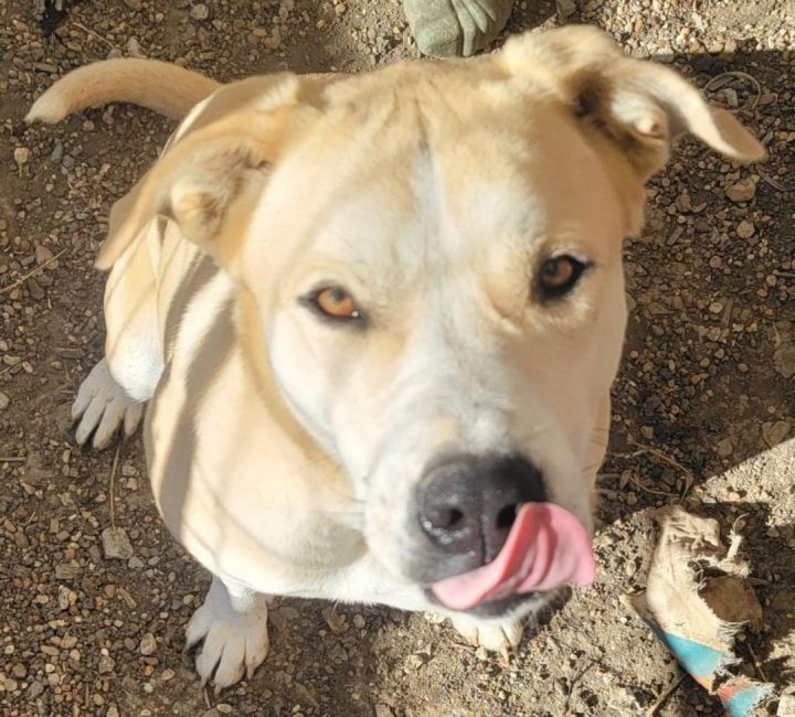 Topaz of Rock Collection DFW, an adoptable American Staffordshire Terrier & Great Pyrenees Mix in Dallas, TX_image-5