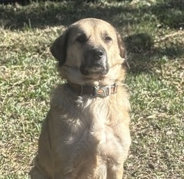 Laurel - ATX, an adoptable Anatolian Shepherd, Great Pyrenees in Quinlan, TX, 75474 | Photo Image 1