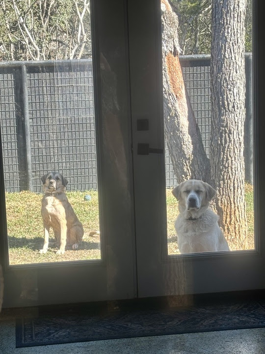 Laurel - ATX, an adoptable Anatolian Shepherd, Great Pyrenees in Quinlan, TX, 75474 | Photo Image 2