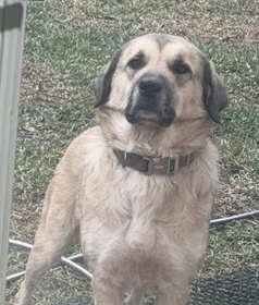 Laurel - ATX, an adoptable Anatolian Shepherd, Great Pyrenees in Quinlan, TX, 75474 | Photo Image 3