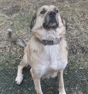 Laurel - ATX, an adoptable Anatolian Shepherd, Great Pyrenees in Quinlan, TX, 75474 | Photo Image 4