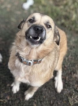 Laurel - ATX, an adoptable Anatolian Shepherd, Great Pyrenees in Quinlan, TX, 75474 | Photo Image 5