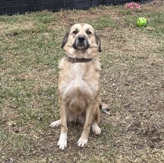 Laurel - ATX, an adoptable Anatolian Shepherd, Great Pyrenees in Quinlan, TX, 75474 | Photo Image 6