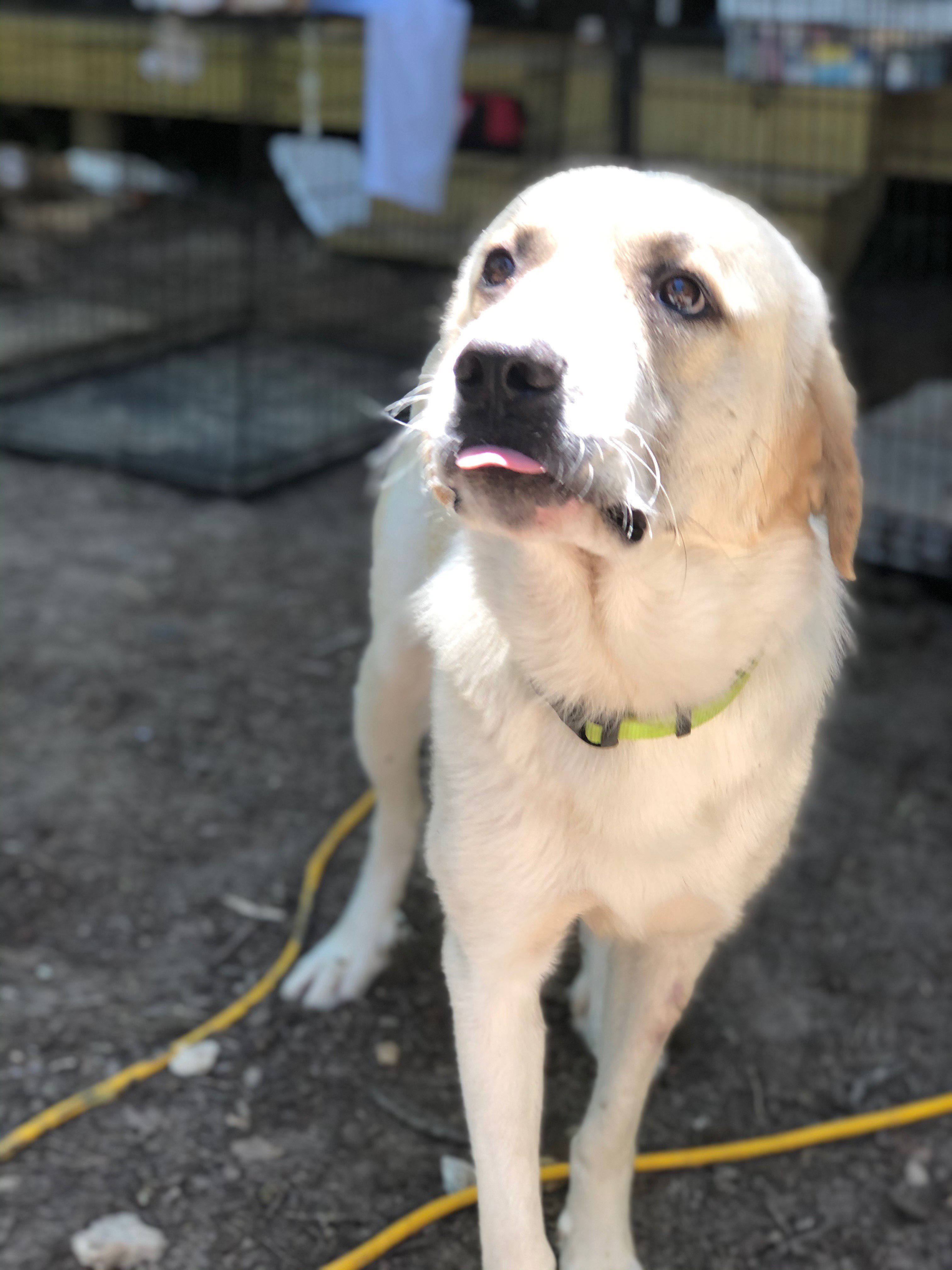Hardy - ATX, an adoptable Anatolian Shepherd, Great Pyrenees in Quinlan, TX, 75474 | Photo Image 1