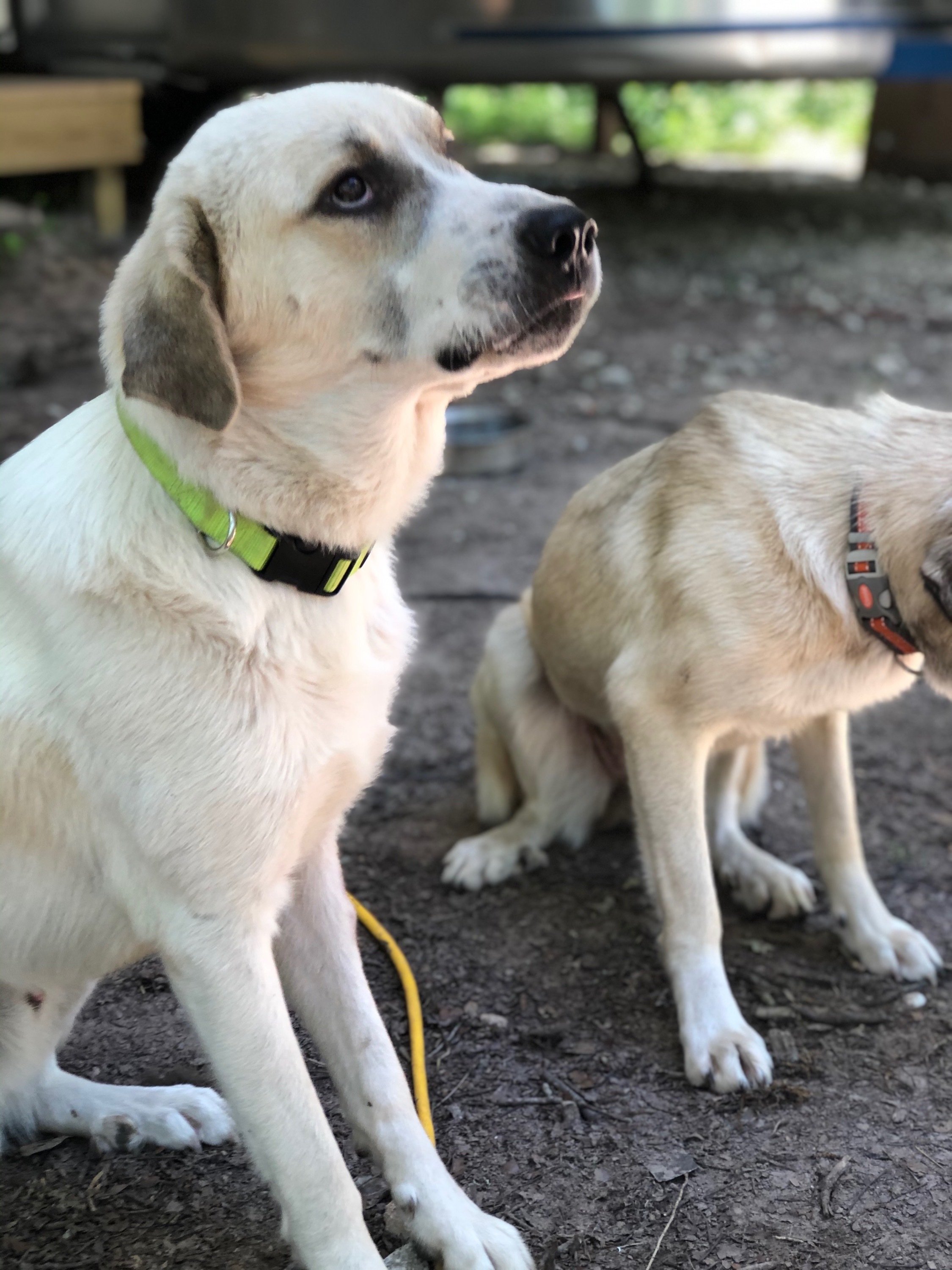 Hardy - ATX, an adoptable Anatolian Shepherd, Great Pyrenees in Quinlan, TX, 75474 | Photo Image 2