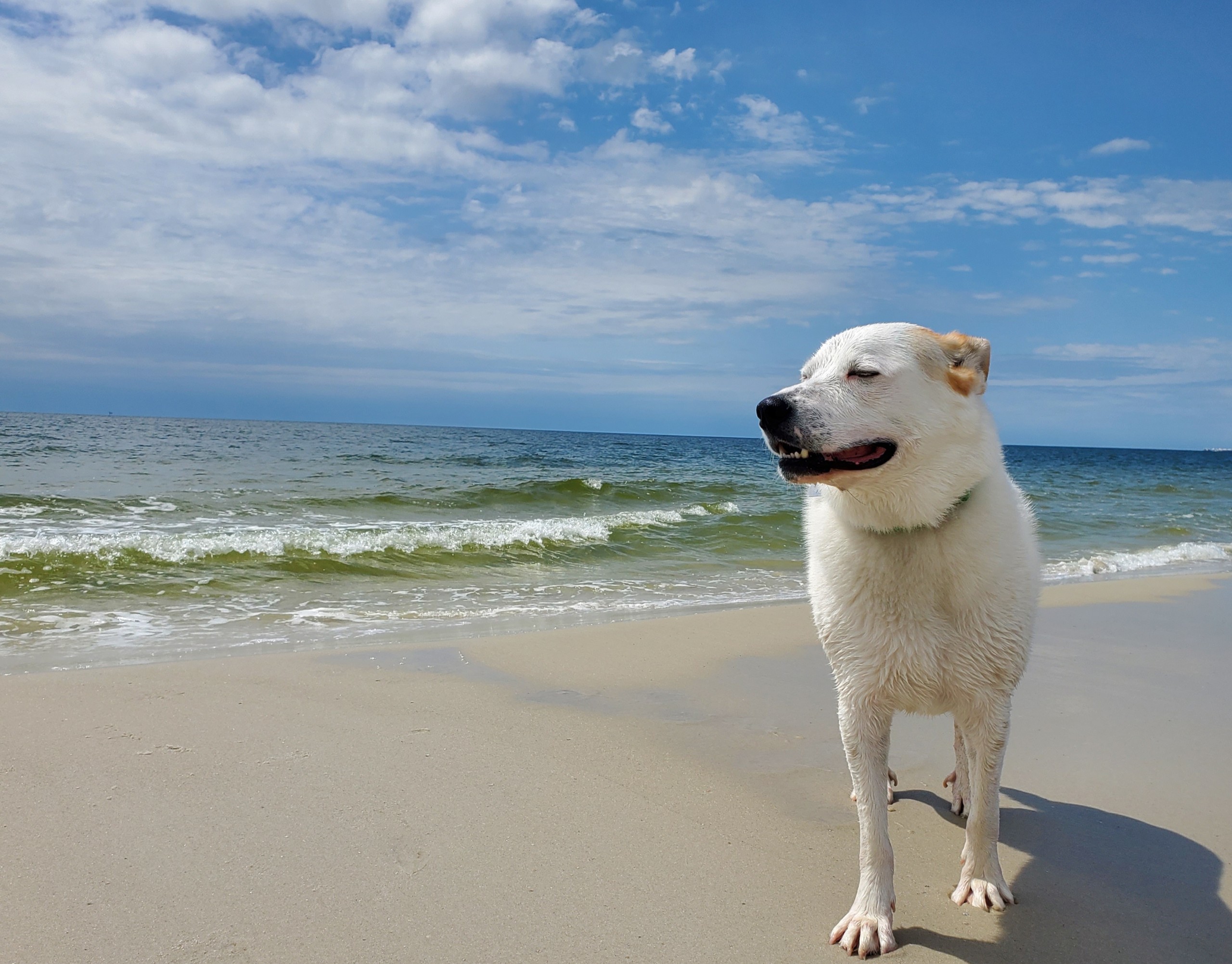 Brisket AKA Rutledge ATX, an adoptable Australian Cattle Dog / Blue Heeler, German Shepherd Dog in Austin, TX, 78731 | Photo Image 1