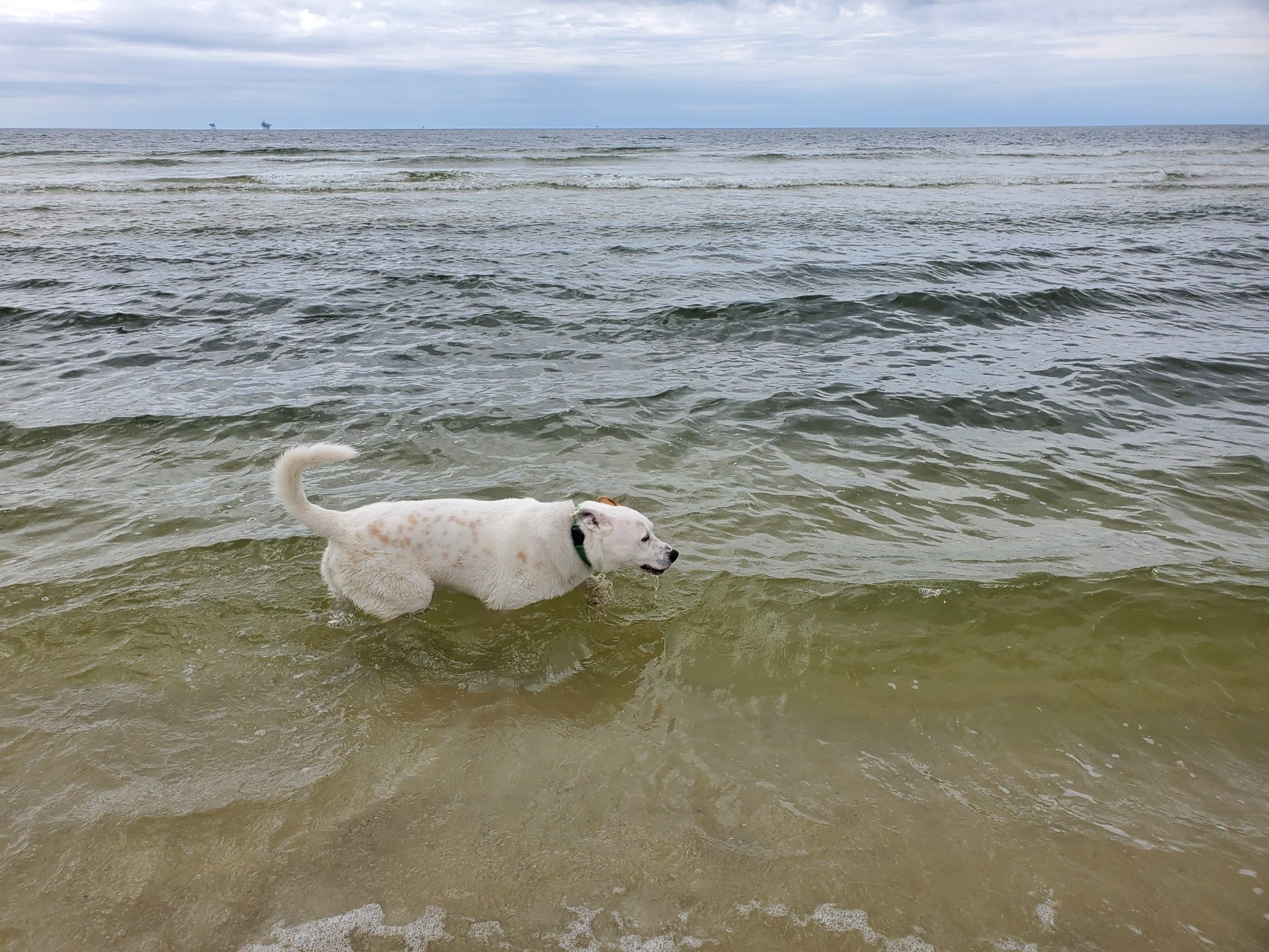 Brisket AKA Rutledge ATX, an adoptable Australian Cattle Dog / Blue Heeler, German Shepherd Dog in Austin, TX, 78731 | Photo Image 2