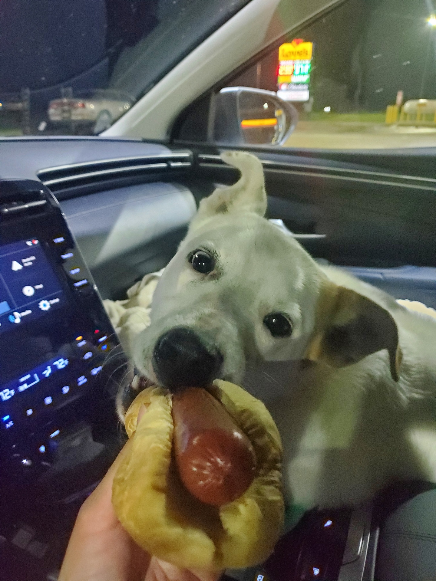 Brisket AKA Rutledge ATX, an adoptable Australian Cattle Dog / Blue Heeler, German Shepherd Dog in Austin, TX, 78731 | Photo Image 3