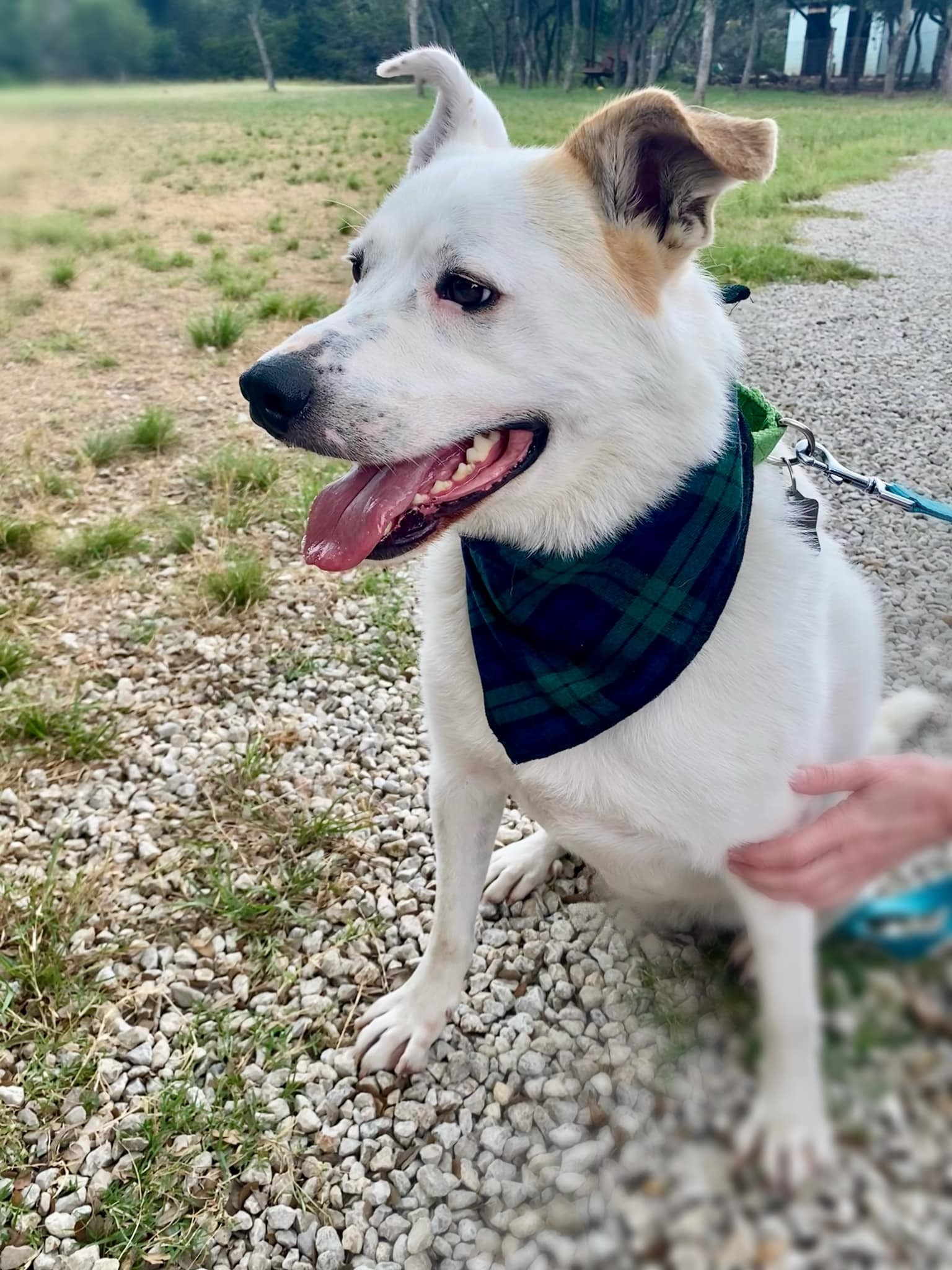 Brisket AKA Rutledge ATX, an adoptable Australian Cattle Dog / Blue Heeler, German Shepherd Dog in Austin, TX, 78731 | Photo Image 5