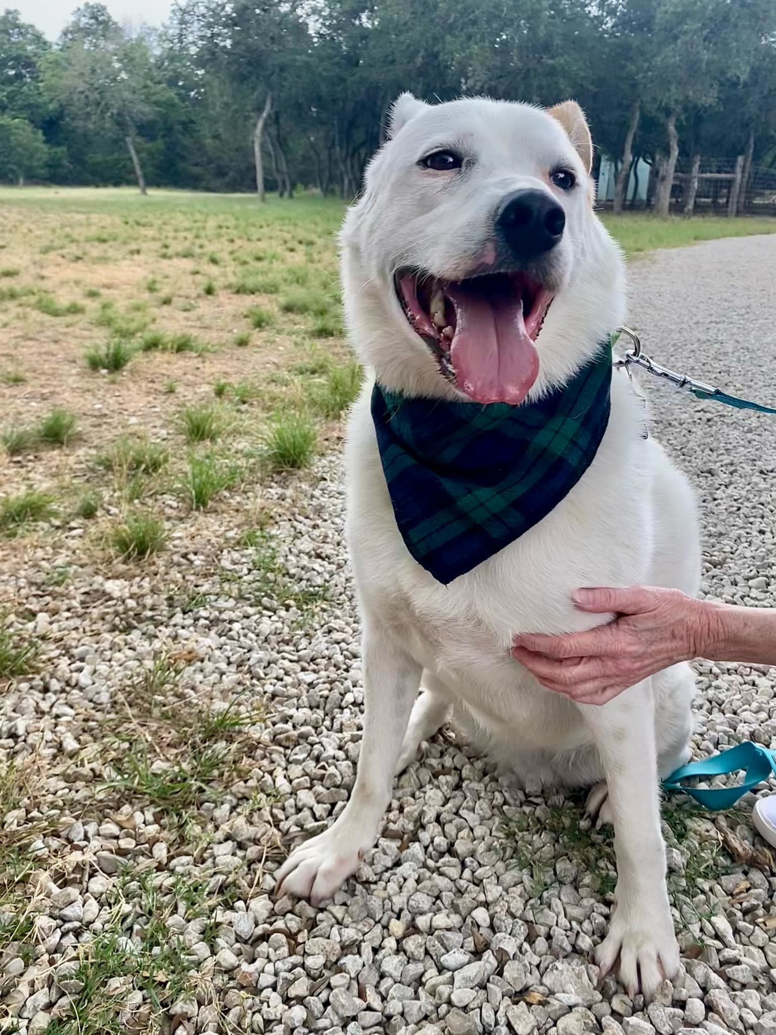 Brisket AKA Rutledge ATX, an adoptable Australian Cattle Dog / Blue Heeler, German Shepherd Dog in Austin, TX, 78731 | Photo Image 6