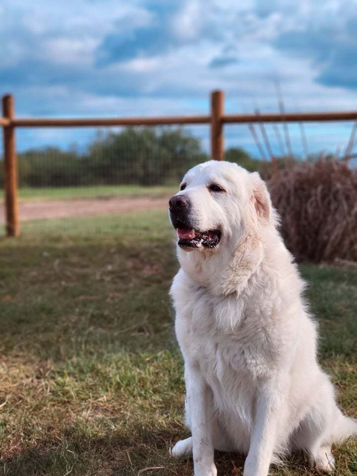 Freyja DFW, an adoptable Great Pyrenees in Farmers Branch, TX_image-1