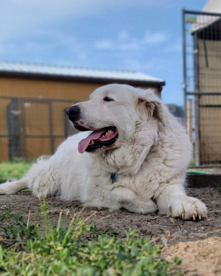 Booger, fka Ghost ATX DFW, an adoptable Great Pyrenees in Austin, TX_image-2