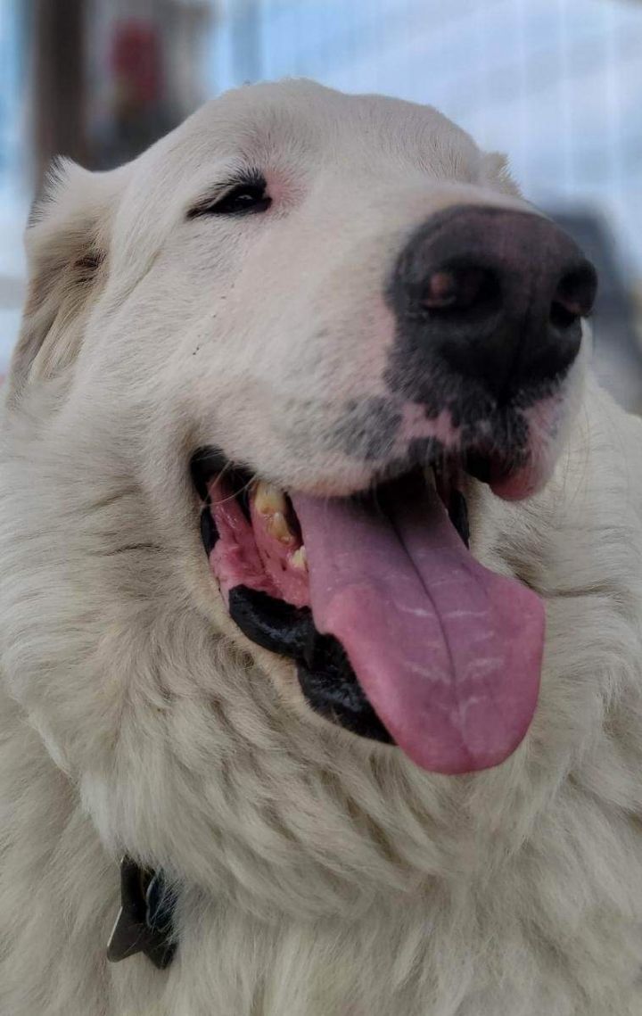 Booger, fka Ghost ATX DFW, an adoptable Great Pyrenees in Austin, TX_image-4