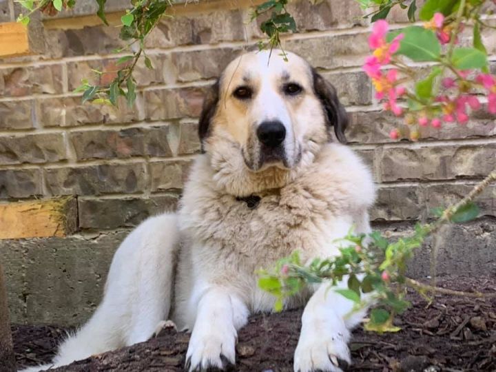 Amino DFW, an adopted Anatolian Shepherd & Great Pyrenees Mix in Dallas, TX_image-6