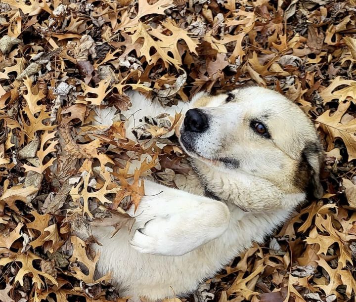 Amino DFW, an adopted Anatolian Shepherd & Great Pyrenees Mix in Dallas, TX_image-1