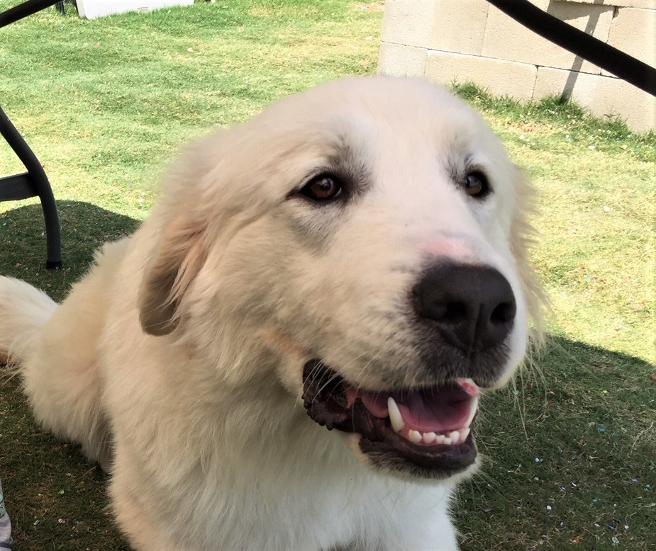 Ella Sunshine HTX, an adoptable Great Pyrenees in Quinlan, TX, 75474 | Photo Image 1