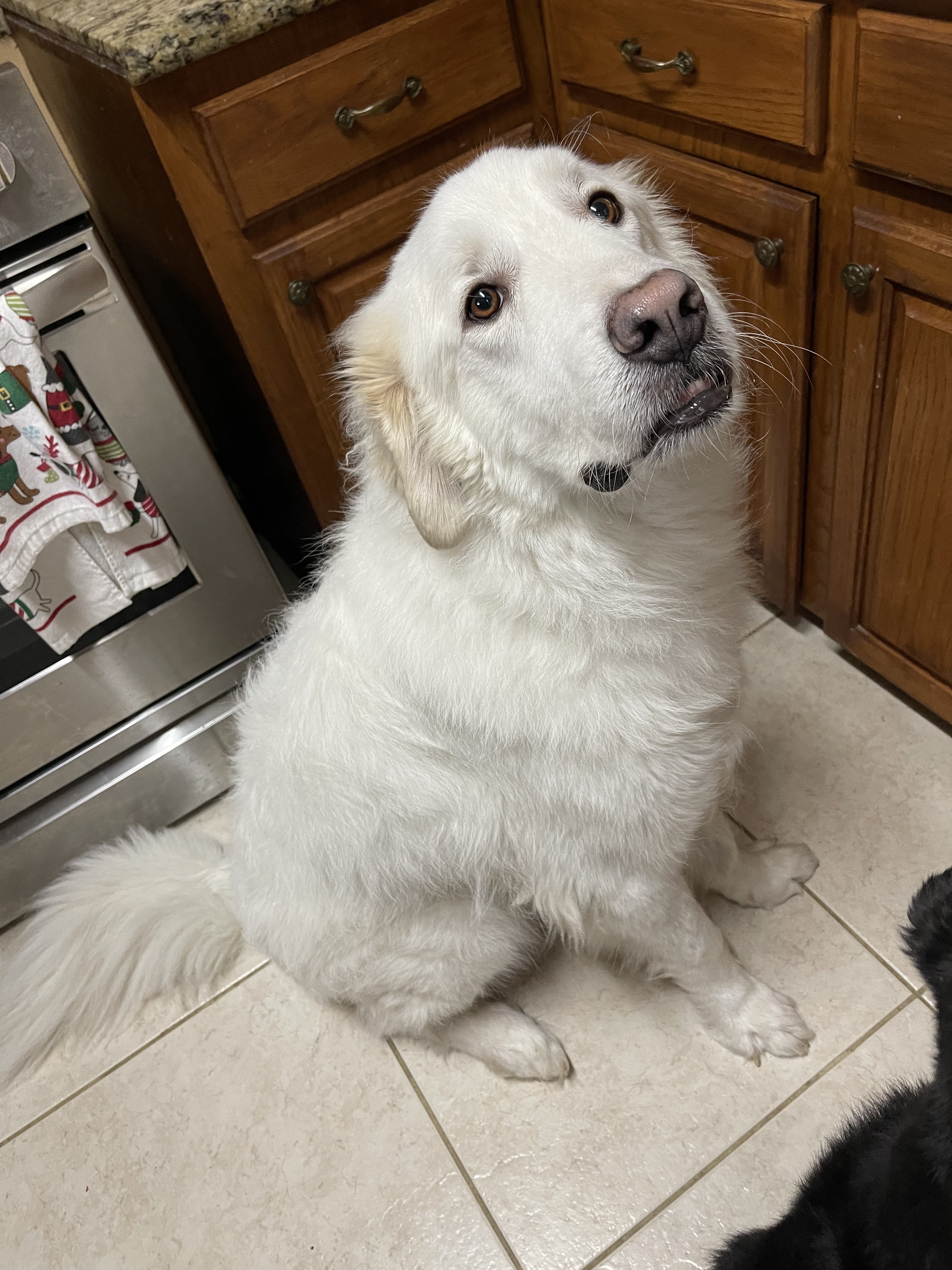 Ella Sunshine HTX, an adoptable Great Pyrenees in Quinlan, TX, 75474 | Photo Image 2