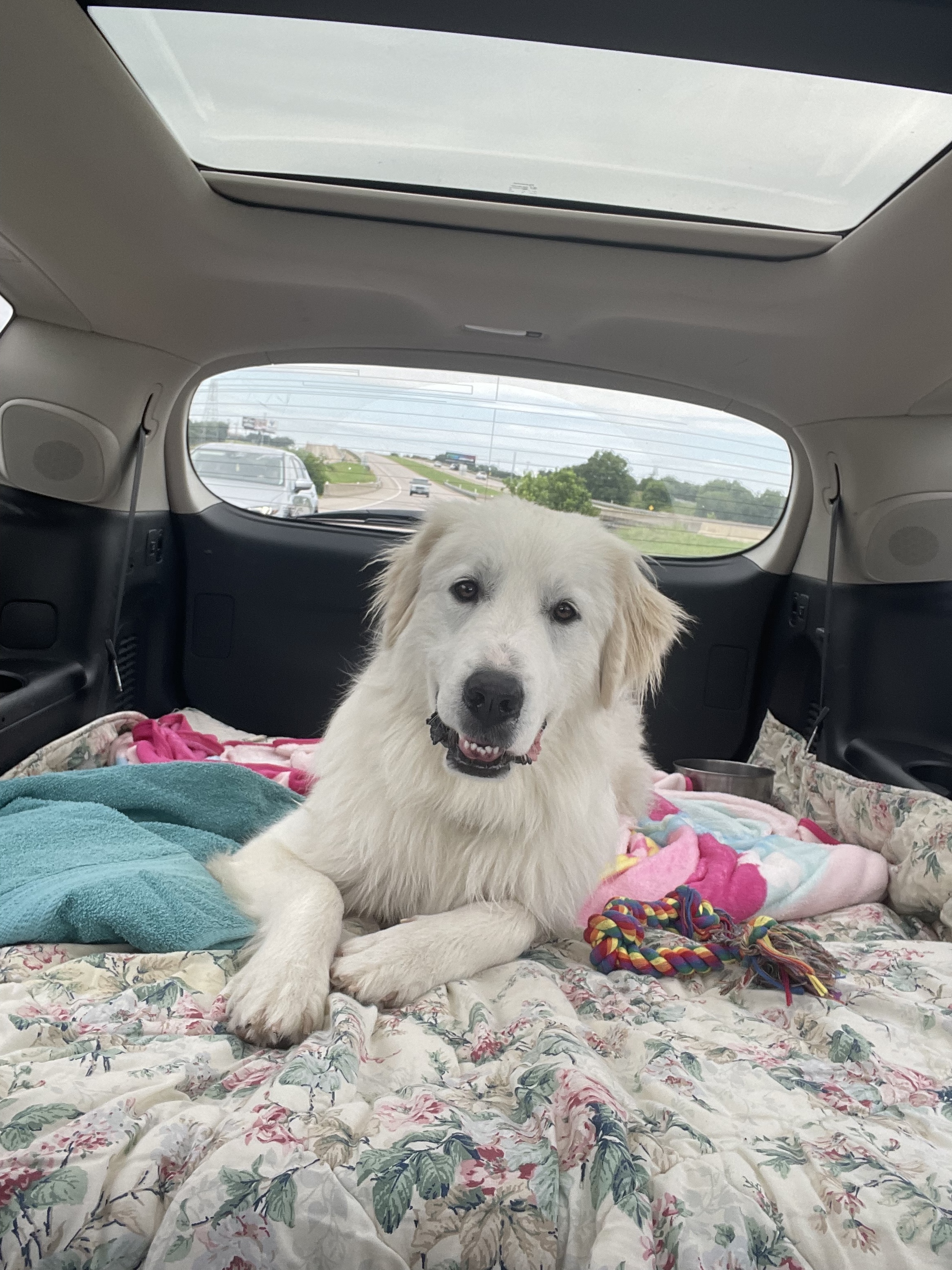 Ella Sunshine HTX, an adoptable Great Pyrenees in Quinlan, TX, 75474 | Photo Image 3