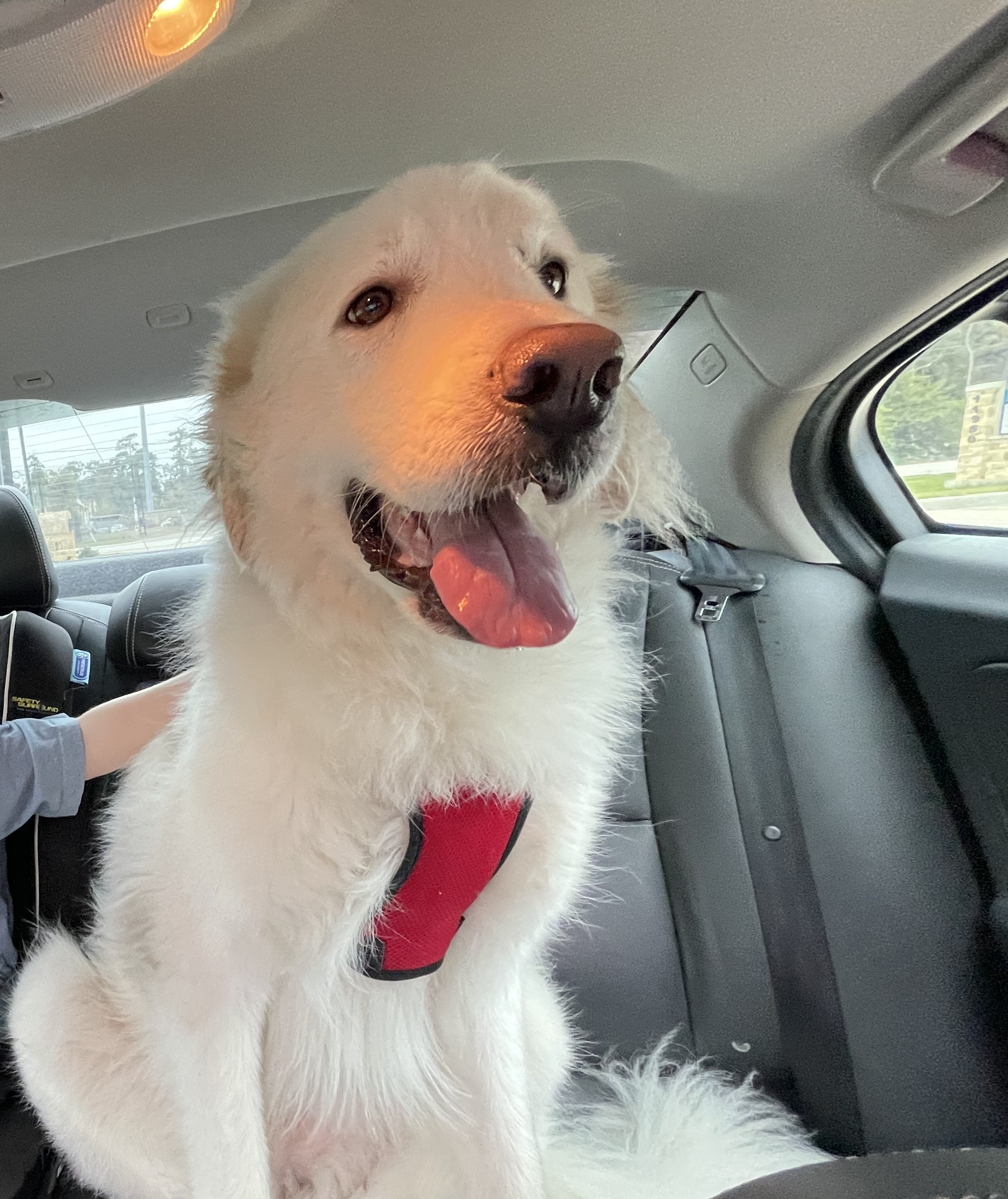 Ella Sunshine HTX, an adoptable Great Pyrenees in Quinlan, TX, 75474 | Photo Image 4